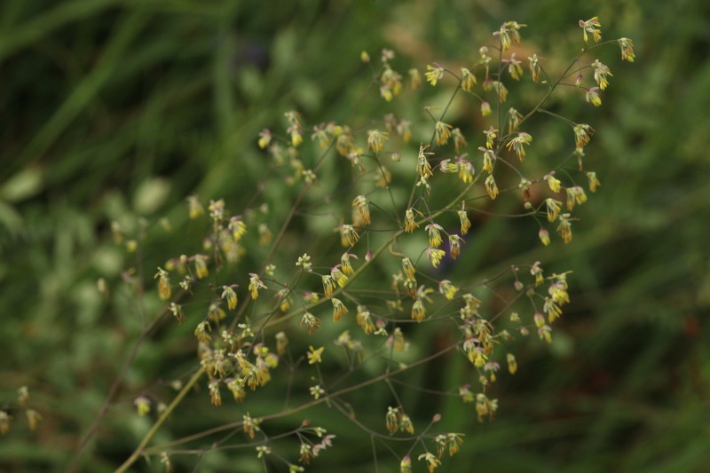 Thalictrum appendiculatum photo 4