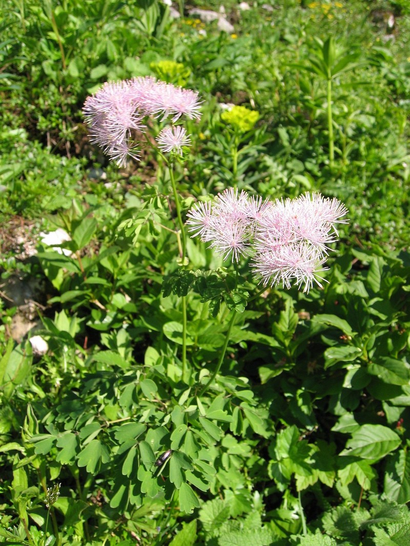 Columbine Meadow-Rue photo 2