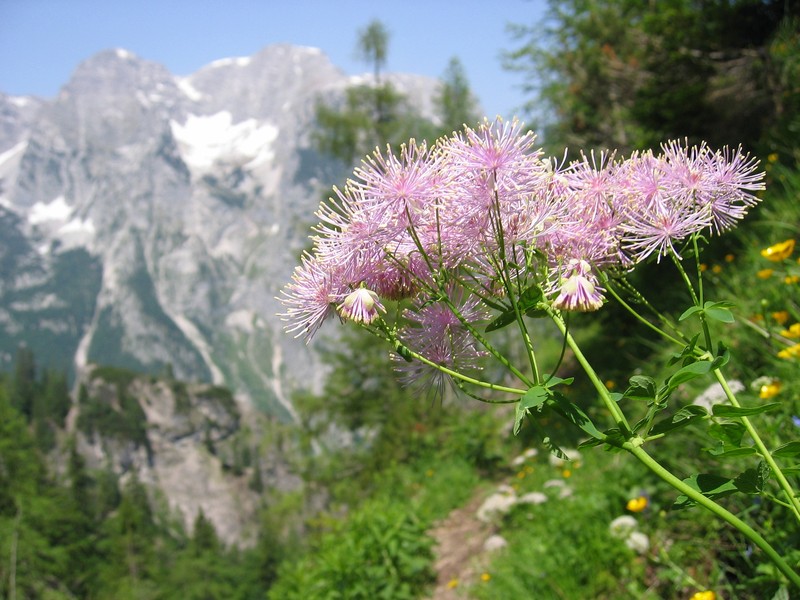 Columbine Meadow-Rue photo 3