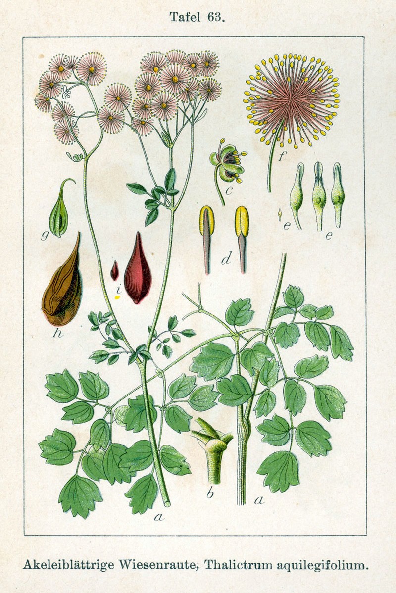 Columbine Meadow-Rue photo 4