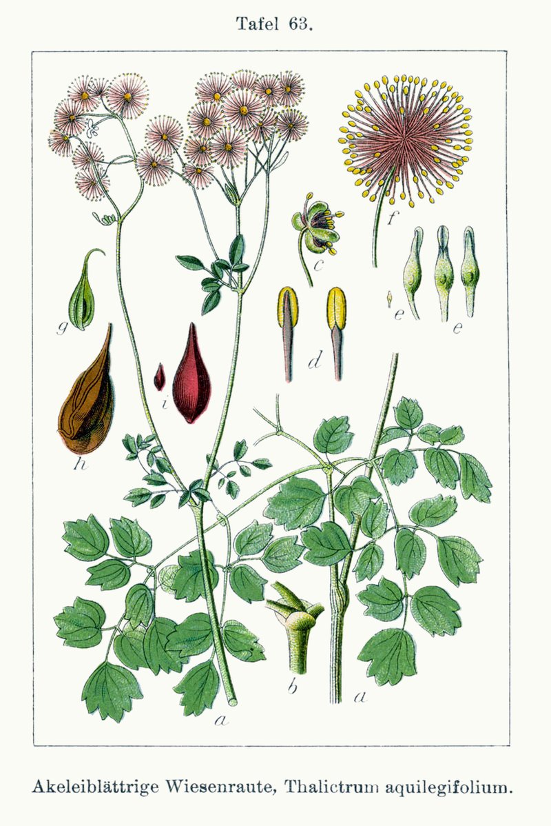 Columbine Meadow-Rue photo 6