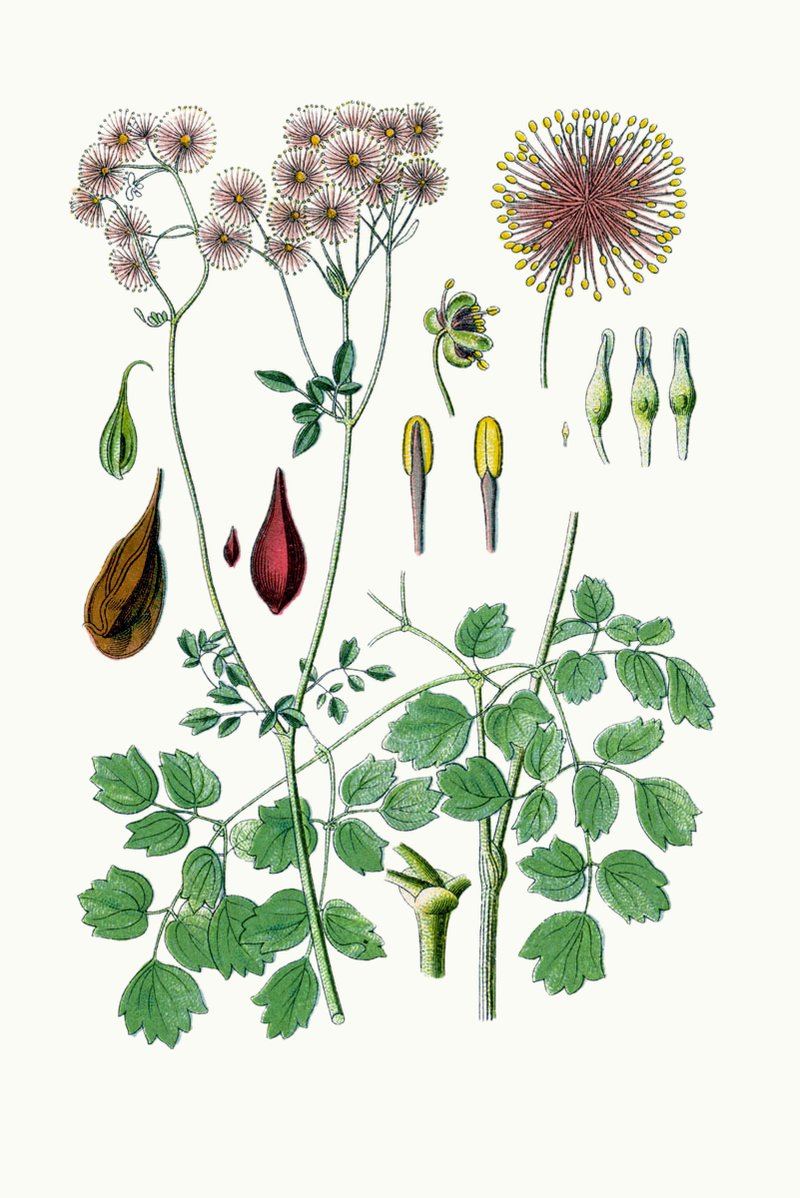 Columbine Meadow-Rue photo 7