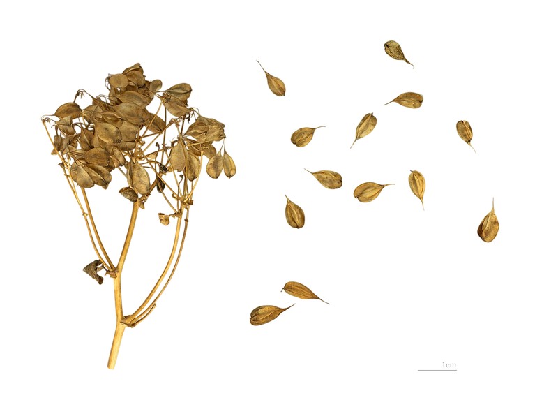 Columbine Meadow-Rue photo 8