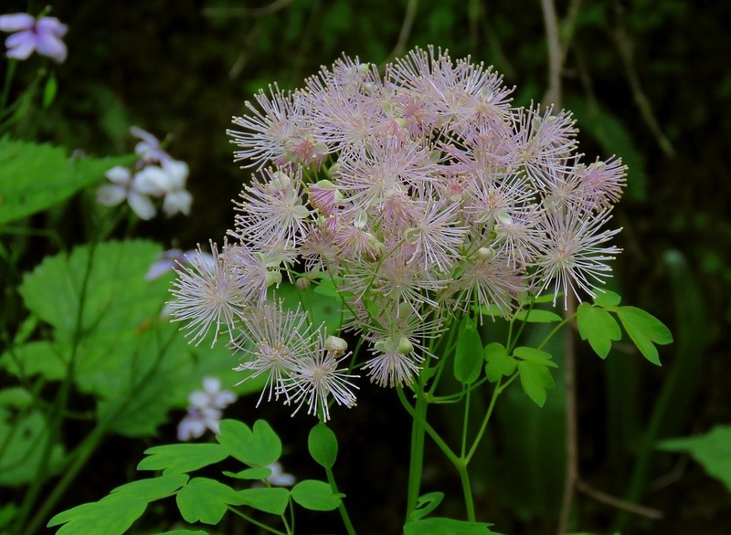 Thalictrum aquilegiifolium photo 3