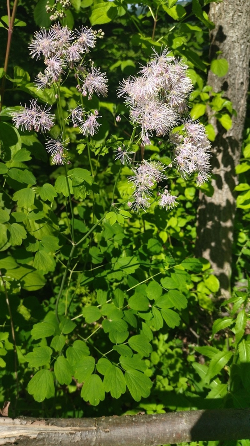 Thalictrum aquilegiifolium photo 4
