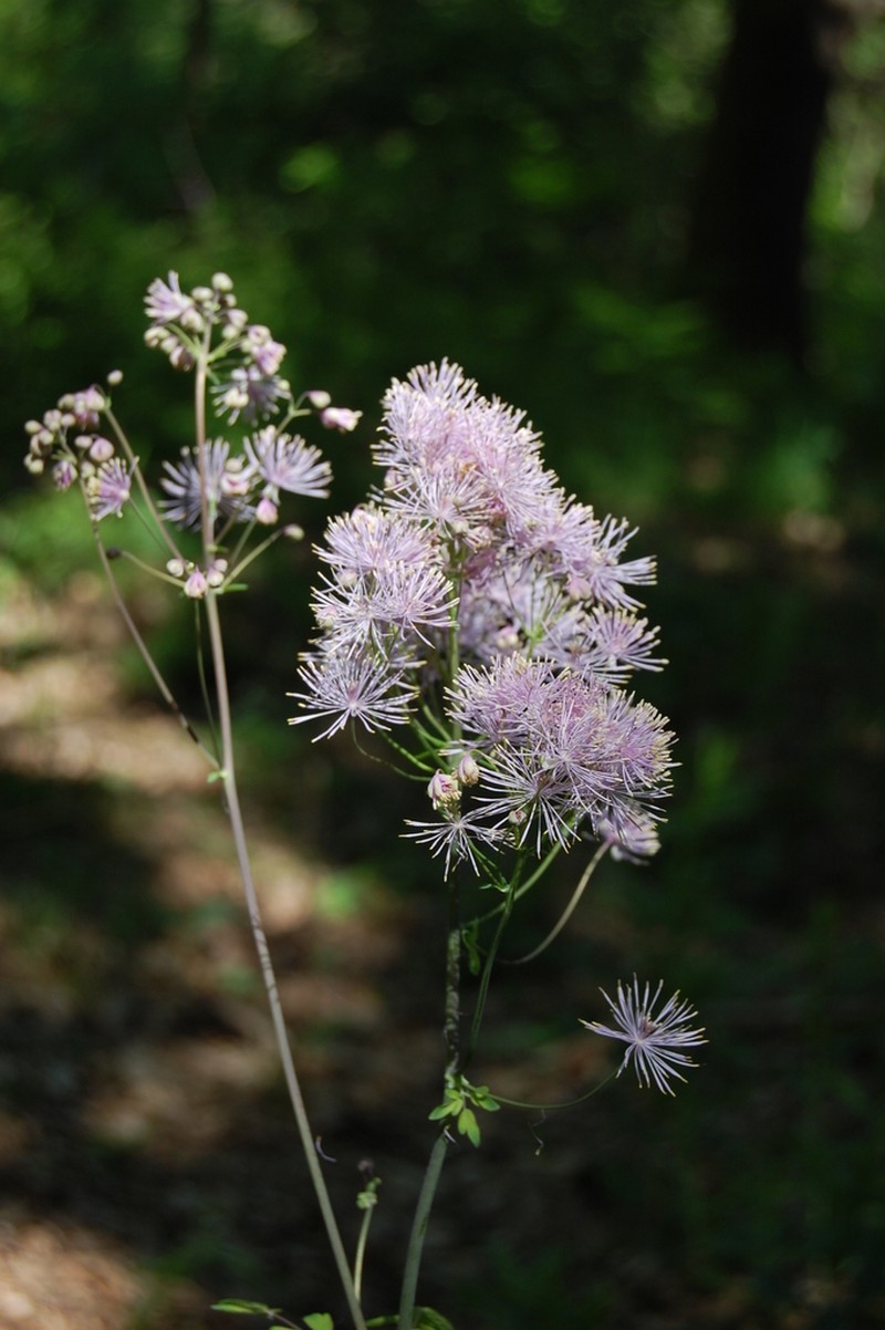 Thalictrum aquilegiifolium photo 5