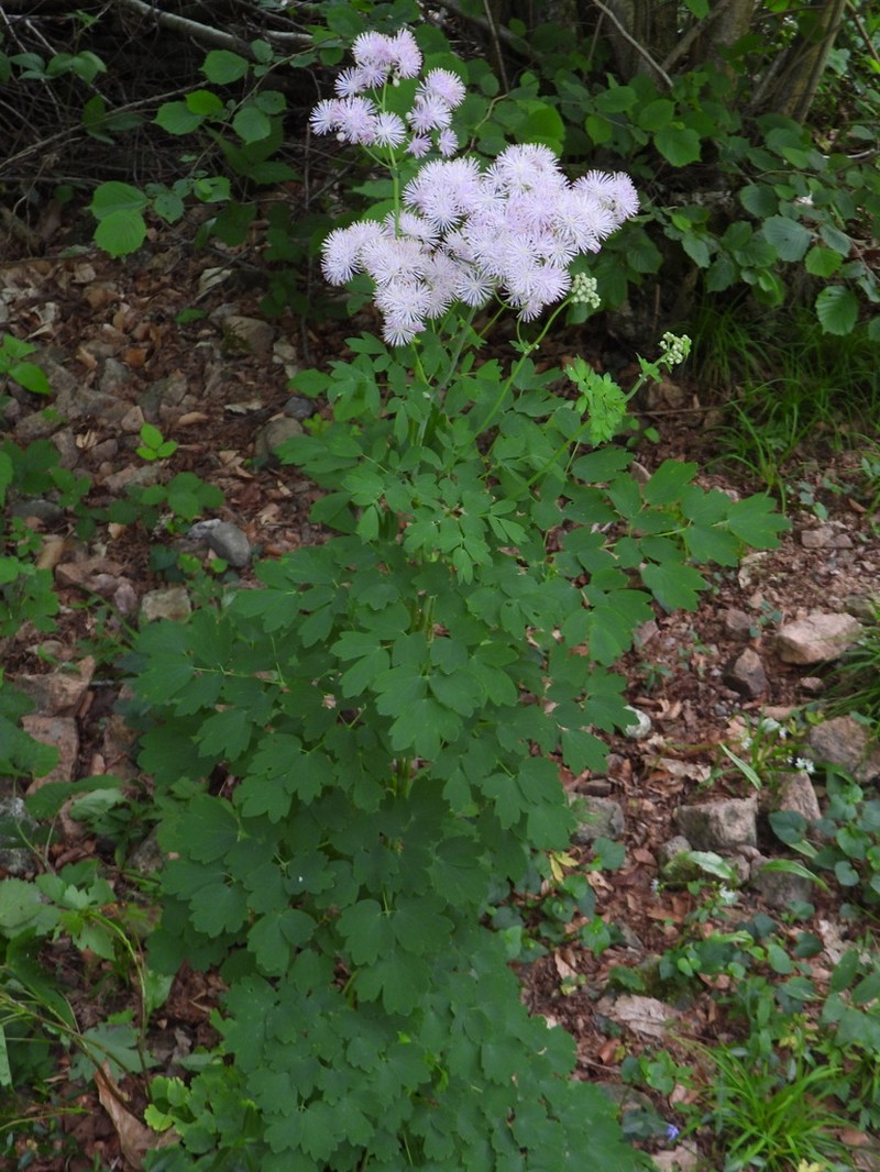 Thalictrum aquilegiifolium photo 6