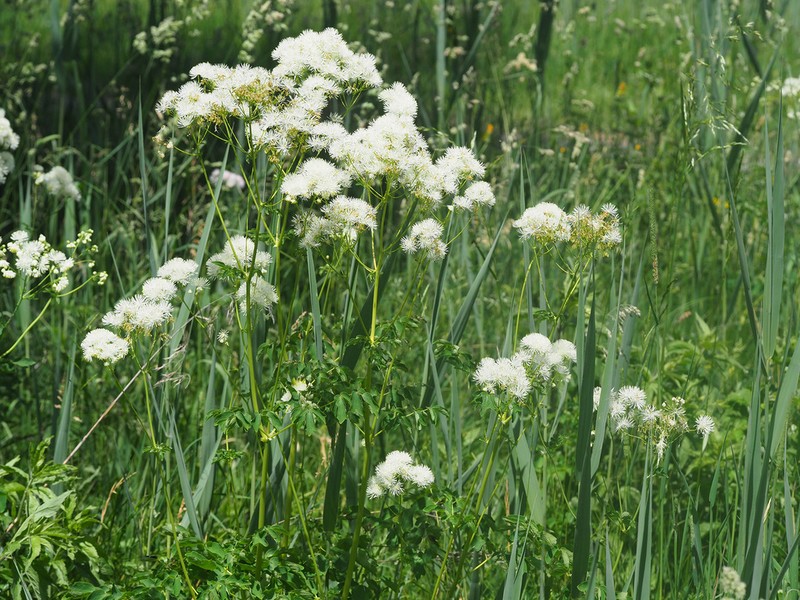 Thalictrum aquilegiifolium photo 7