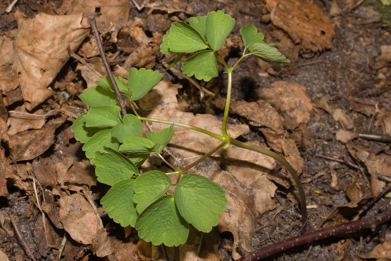 Thalictrum aquilegiifolium var. aquilegiifolium