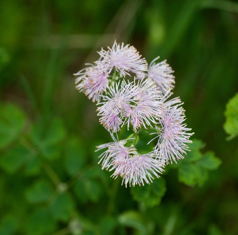 Thalictrum aquilegiifolium var. aquilegiifolium photo 2