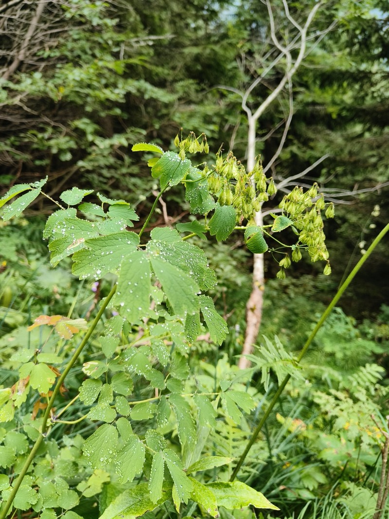 Thalictrum aquilegiifolium var. aquilegiifolium photo 3
