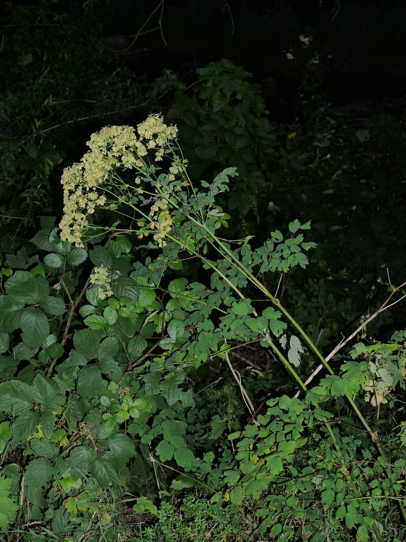Thalictrum aquilegiifolium var. aquilegiifolium photo 4