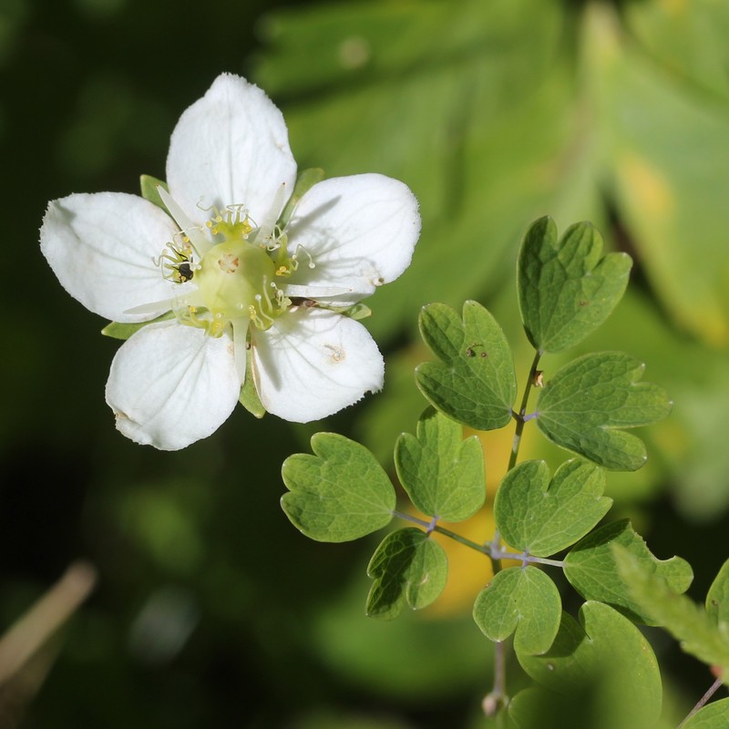 Thalictrum aquilegiifolium var. intermedium photo 2