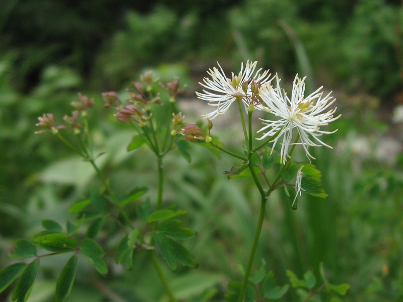 Thalictrum aquilegiifolium var. intermedium photo 3