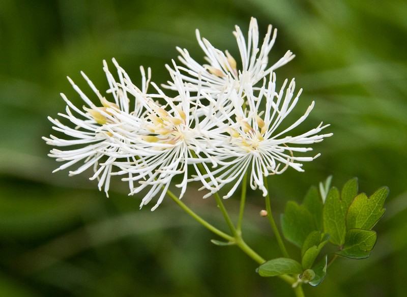 Thalictrum aquilegiifolium var. intermedium photo 4