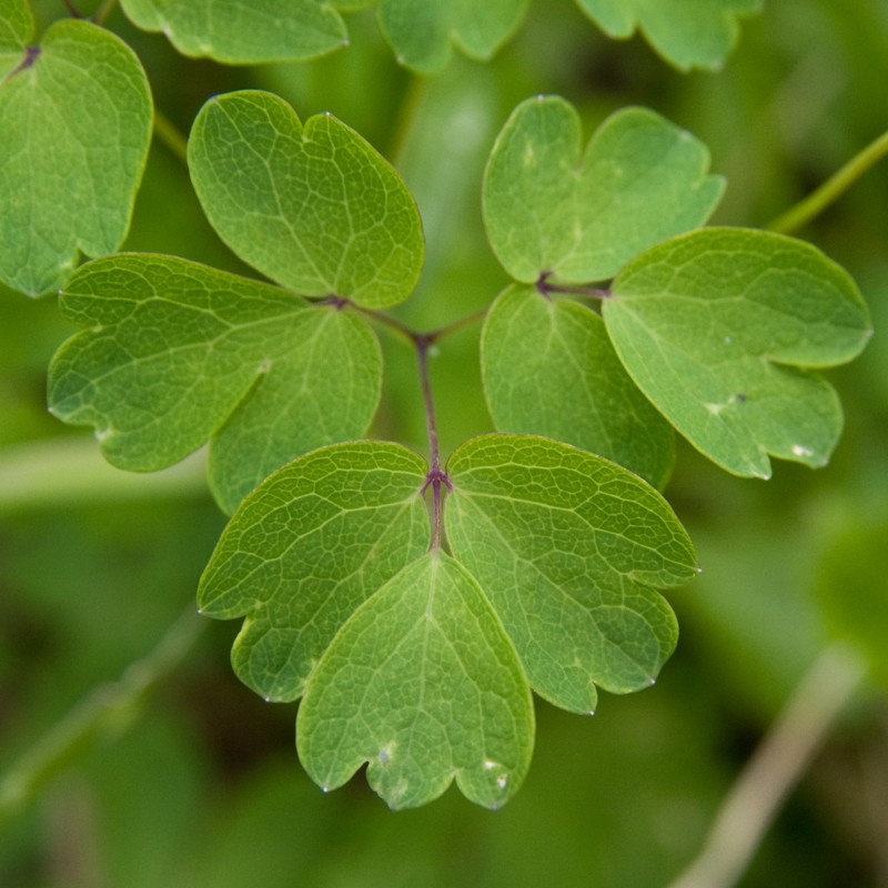 Thalictrum aquilegiifolium var. intermedium photo 5