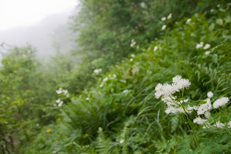 Thalictrum aquilegiifolium var. intermedium photo 6