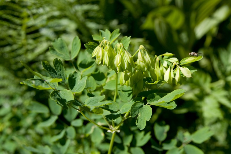 Thalictrum aquilegiifolium var. intermedium photo 7