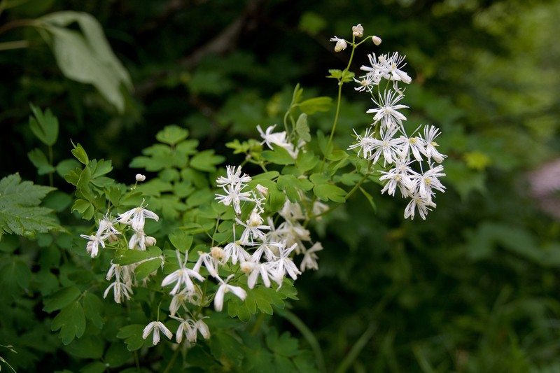 Thalictrum aquilegiifolium var. intermedium photo 8