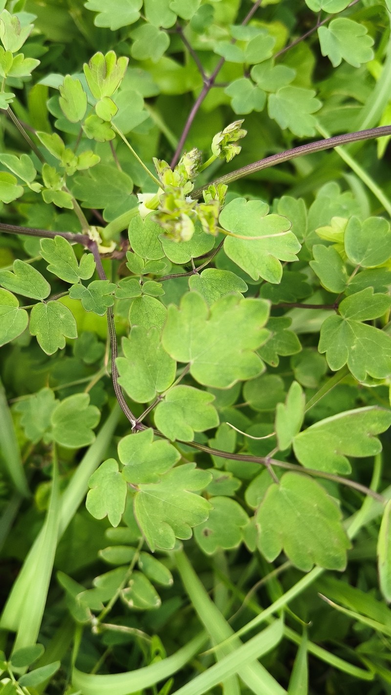 Thalictrum aquilegiifolium var. sibiricum