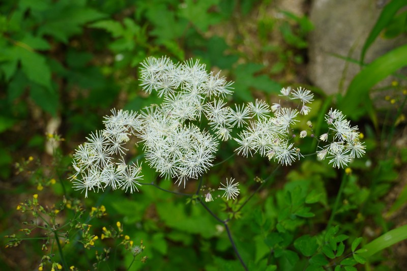 Thalictrum aquilegiifolium var. sibiricum photo 2