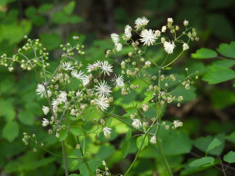 Thalictrum aquilegiifolium var. sibiricum photo 3