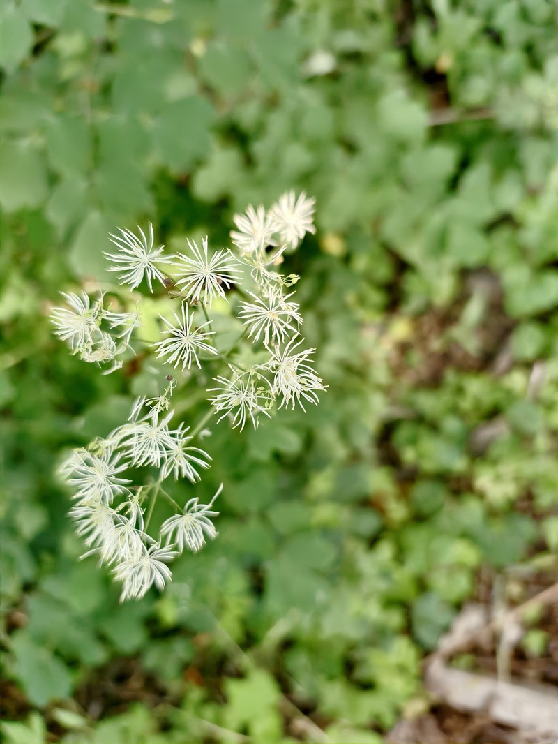 Thalictrum aquilegiifolium var. sibiricum photo 4