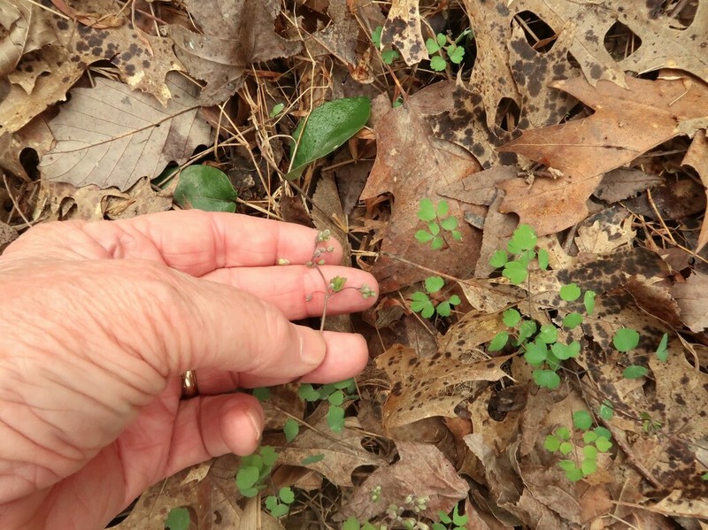 Arkansas Meadow-Rue