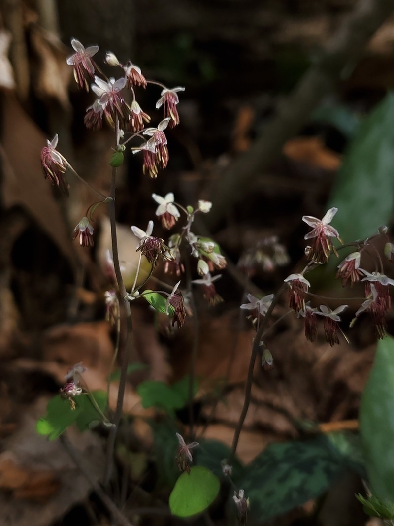Arkansas Meadow-Rue photo 2