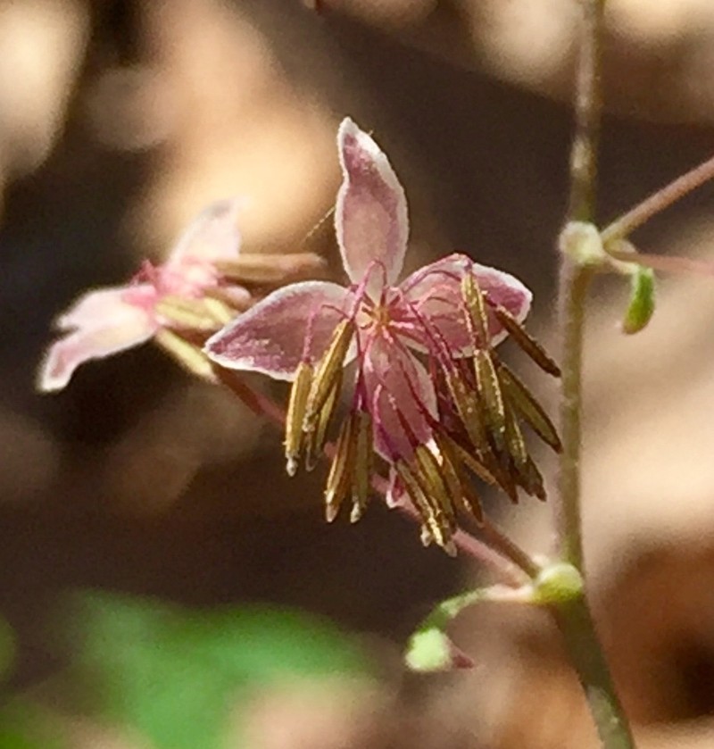 Arkansas Meadow-Rue photo 3