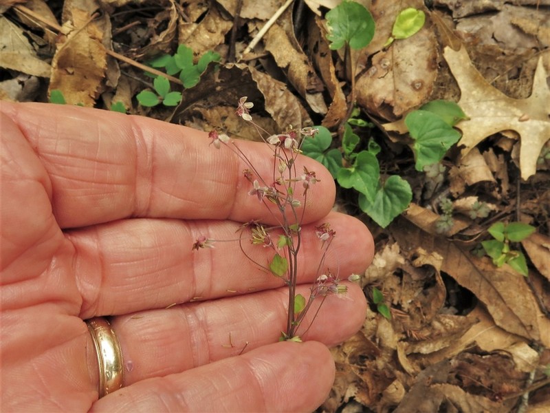 Arkansas Meadow-Rue photo 4