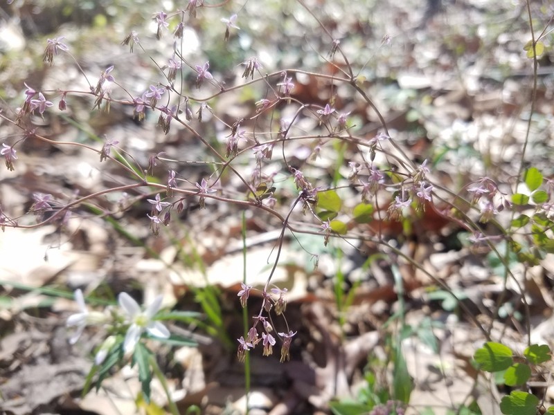 Arkansas Meadow-Rue photo 5