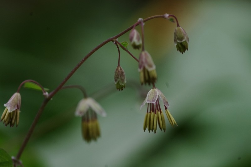 Arkansas Meadow-Rue photo 6
