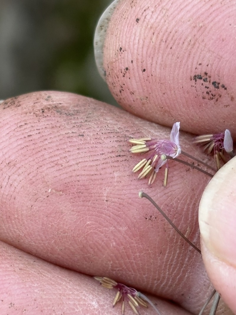 Arkansas Meadow-Rue photo 7