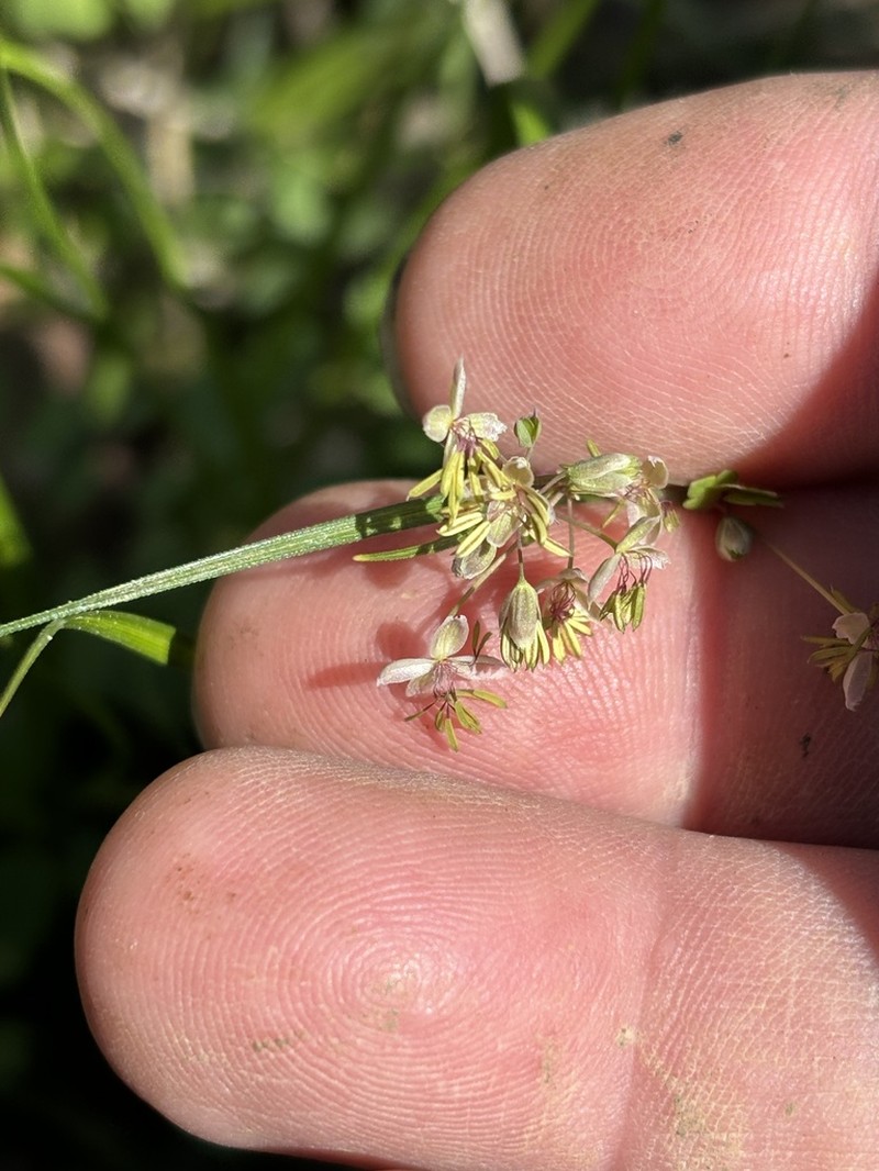Arkansas Meadow-Rue photo 8