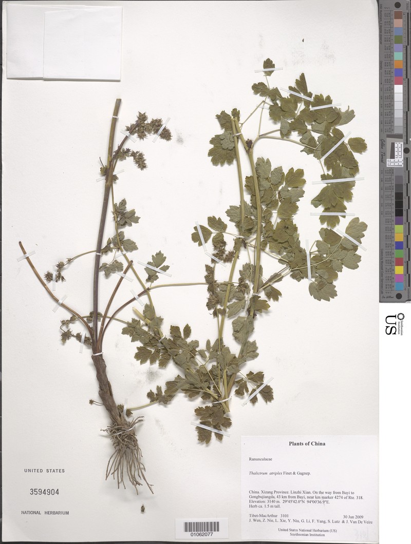 Thalictrum atriplex