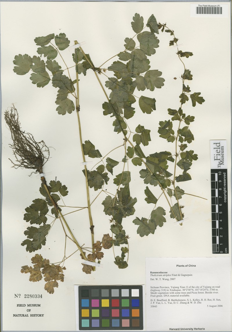 Thalictrum atriplex photo 2