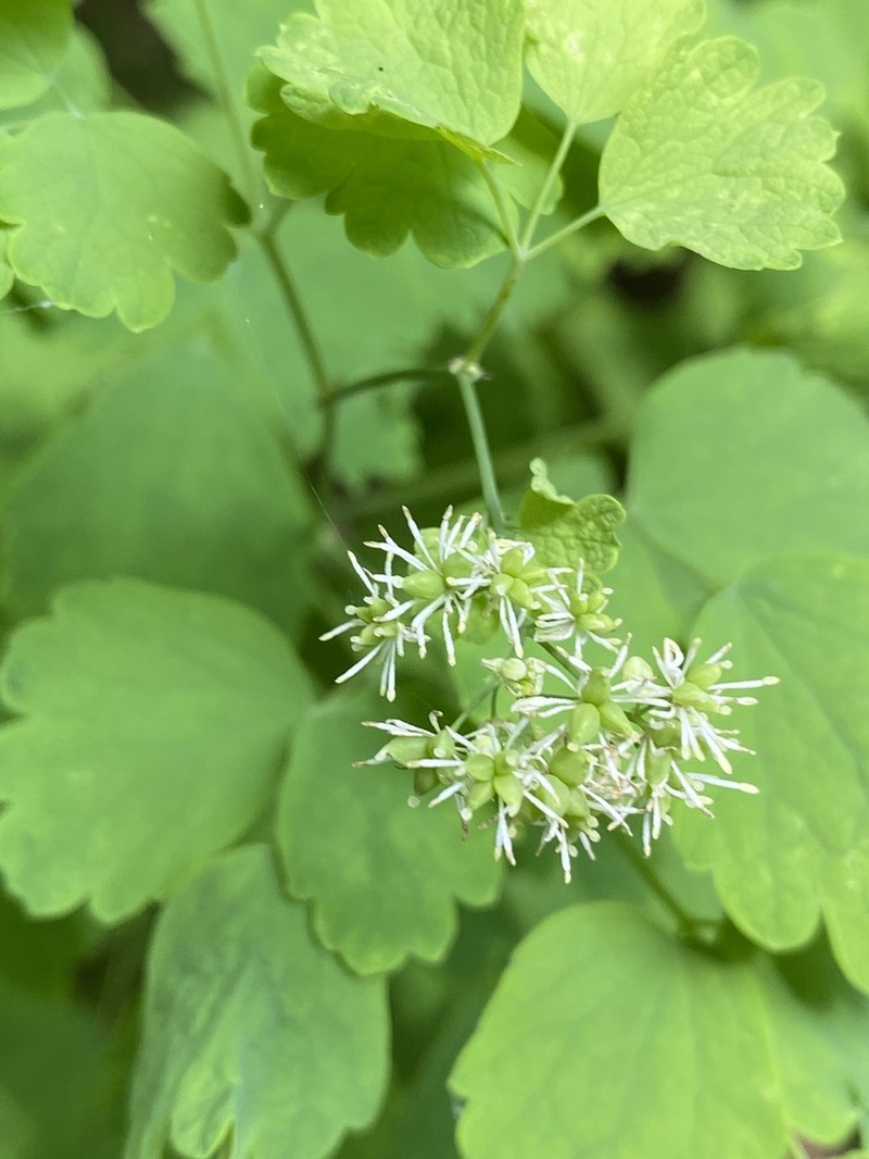 Thalictrum baicalense