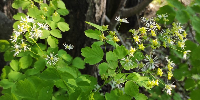 Thalictrum baicalense photo 2