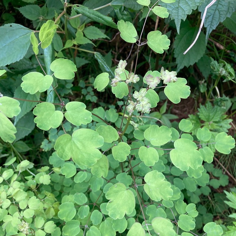 Thalictrum baicalense photo 3