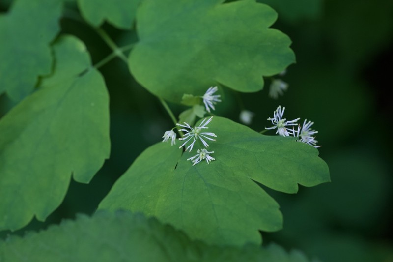 Thalictrum baicalense photo 4