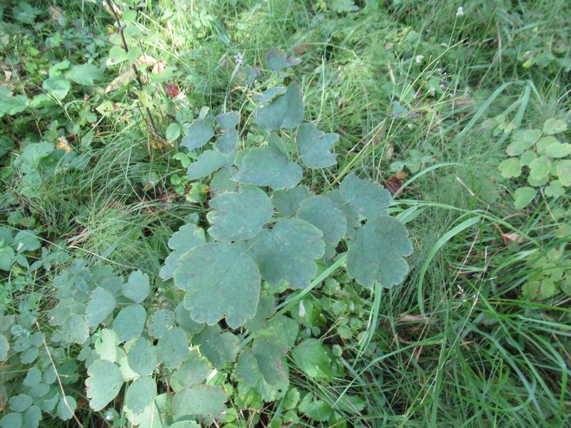 Thalictrum baicalense photo 5