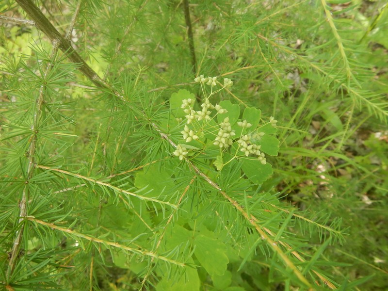 Thalictrum baicalense photo 6