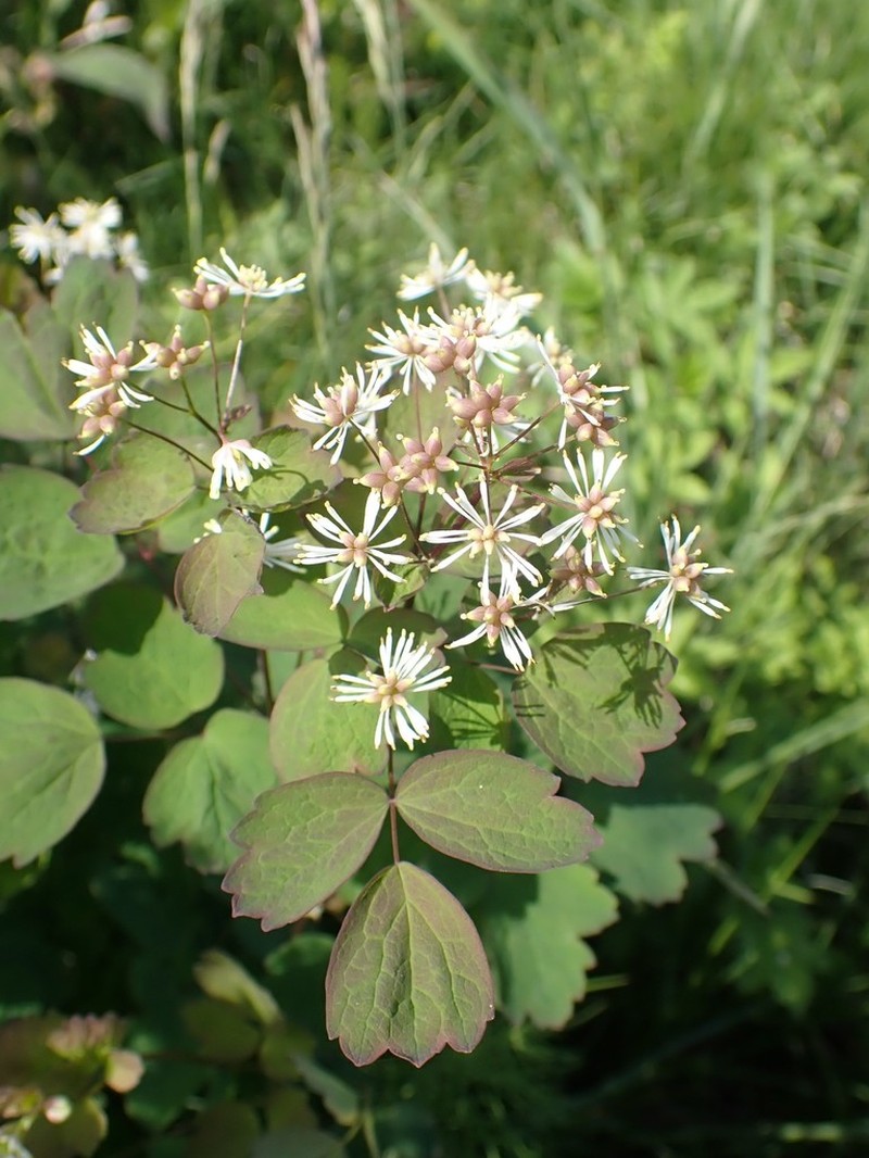 Thalictrum baicalense photo 7