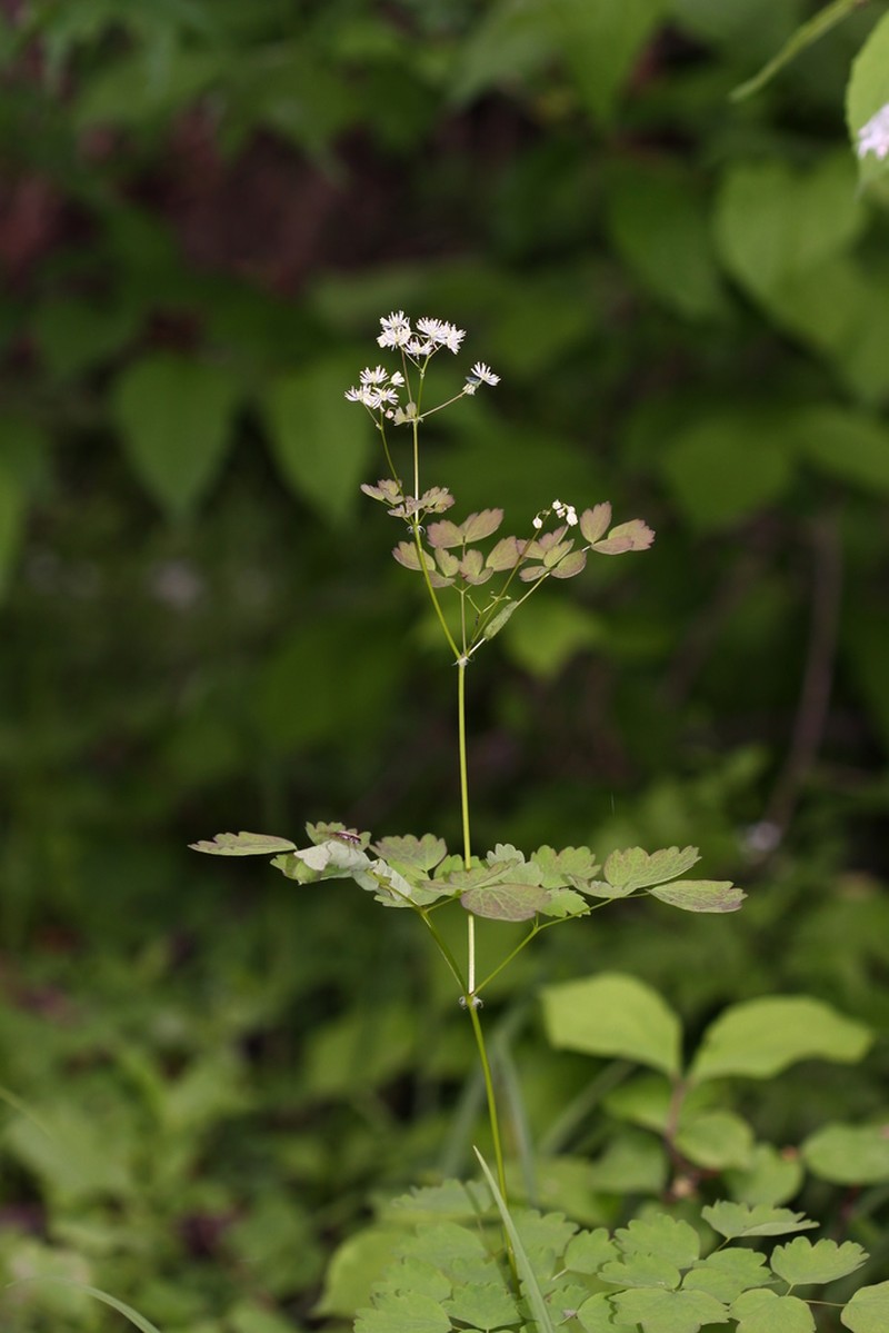 Thalictrum baicalense photo 8