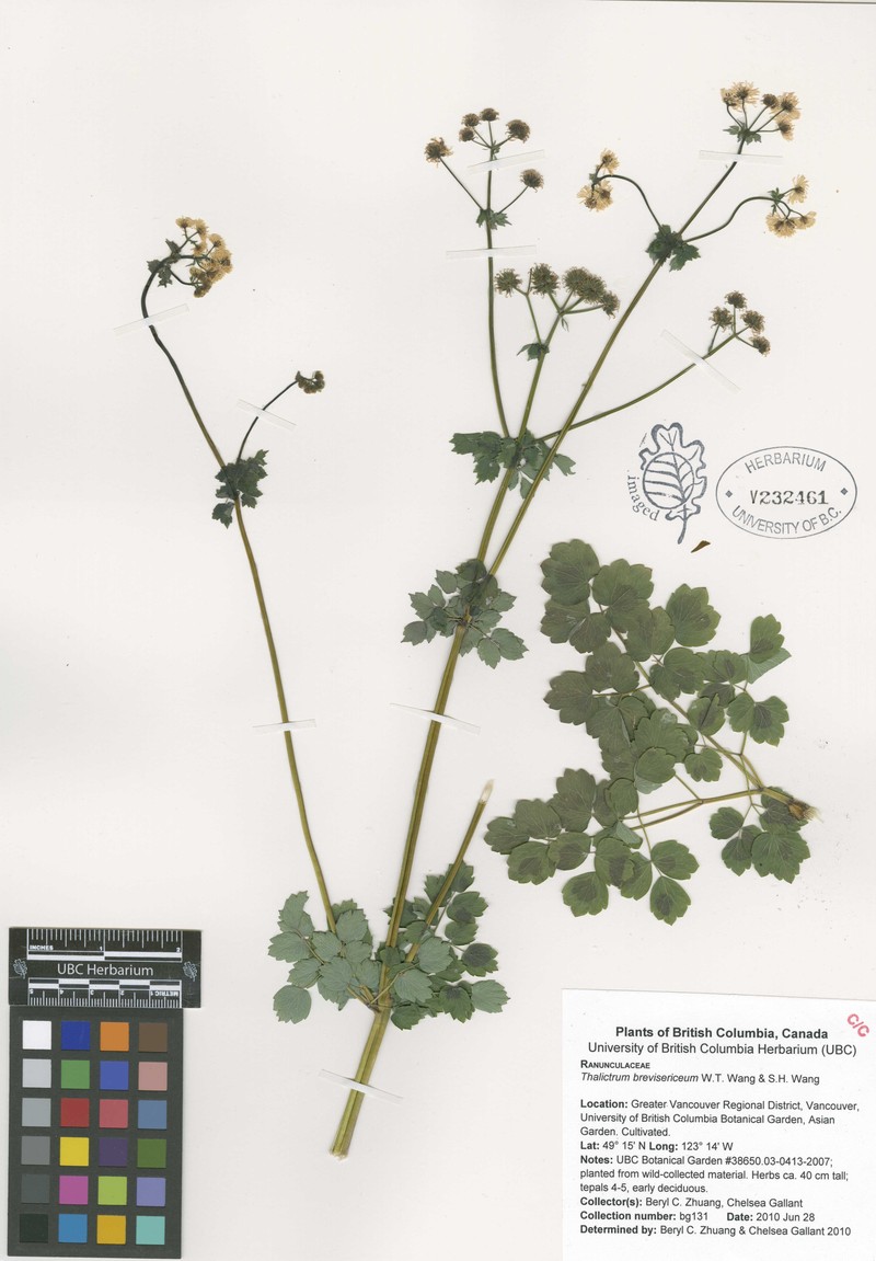 Thalictrum brevisericeum
