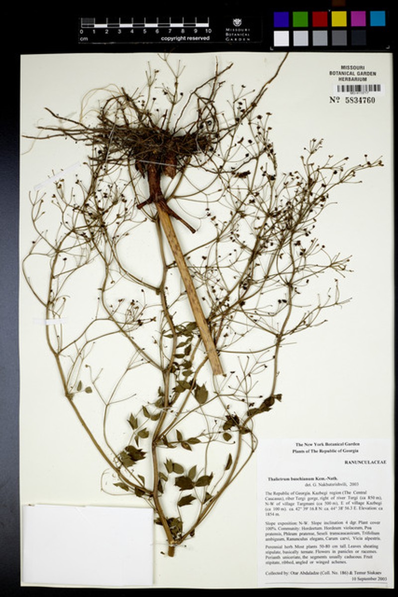 Thalictrum brevisericeum photo 2