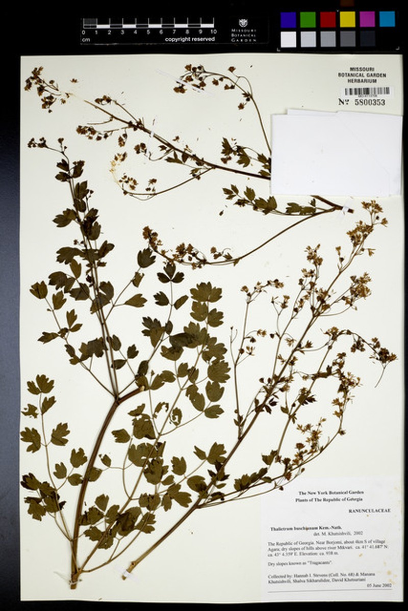 Thalictrum brevisericeum photo 3
