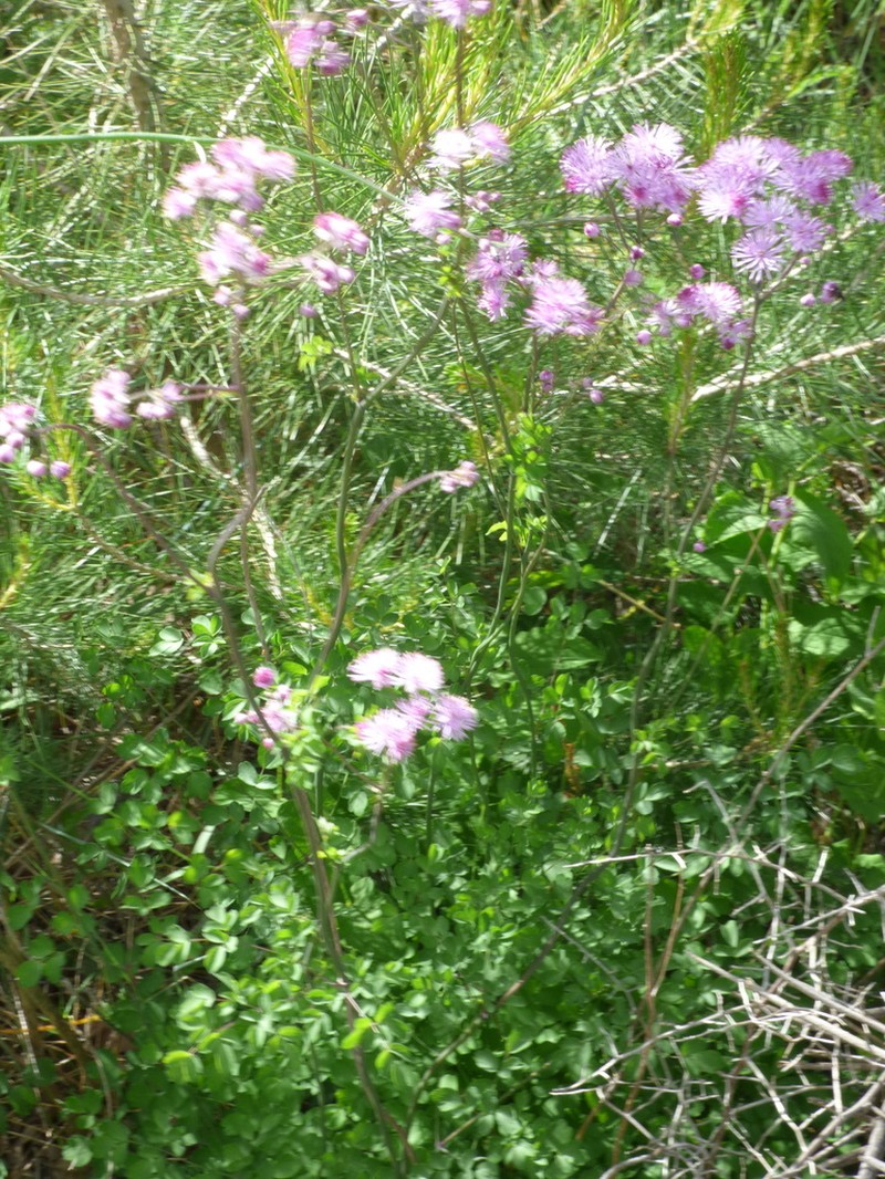 Thalictrum calabricum