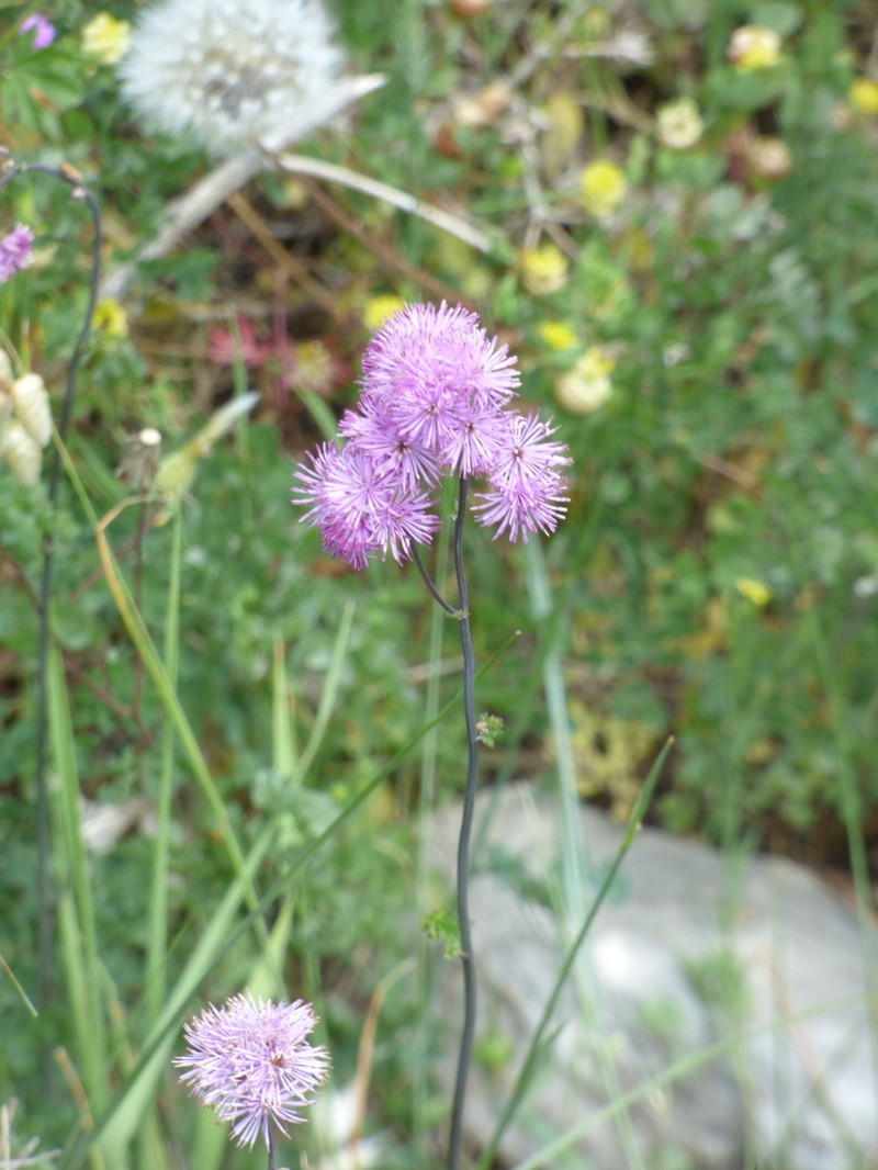 Thalictrum calabricum photo 2